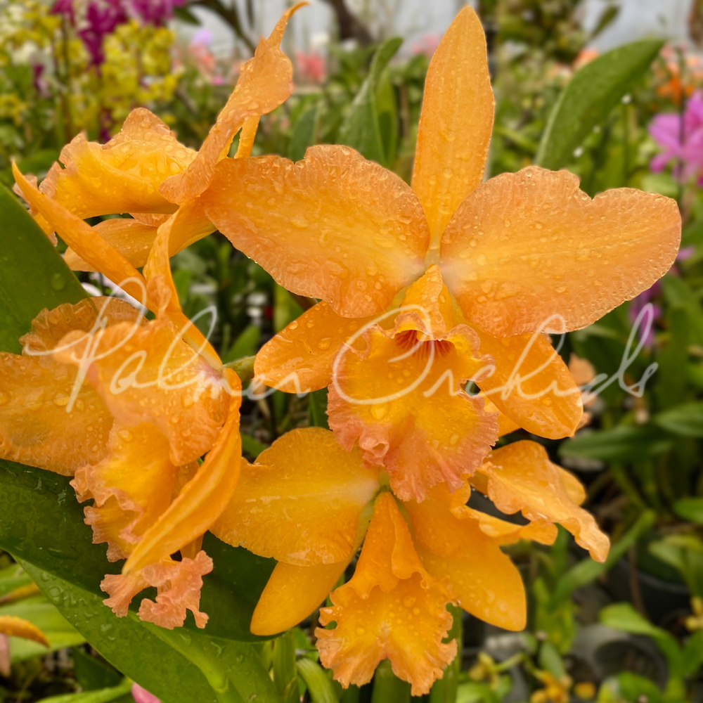 Rth. Palmer's Alimony — Palmer Orchids
